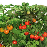 AeroGarden Red Heirloom Cherry Tomato Seed Pod Kit for AeroGarden Hydroponic Indoor Garden, 6-Pod